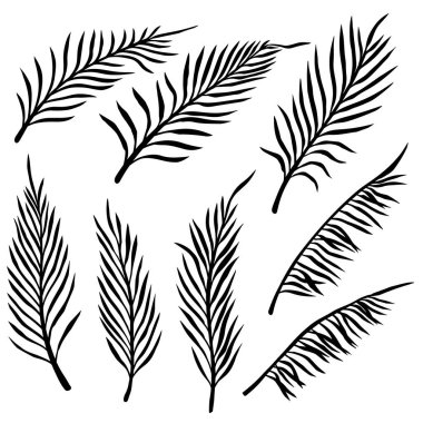 Palmiye yaprakları. Dekorasyon için tasarım ögesi. Vektör illüstrasyonu