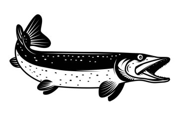 Mızrak balığı tek renk şeklinde resmedilmiş. Turna balığı beyaz arkaplanda izole