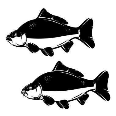 Sazan balığının tek renkli hali. Sazan balığı beyaz arkaplanda izole edilmiş