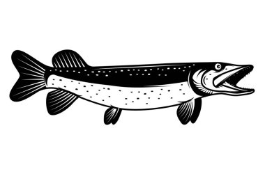 Mızrak balığı tek renk şeklinde resmedilmiş. Turna balığı beyaz arkaplanda izole