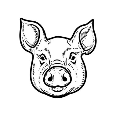 Beyaz arka planda izole edilmiş domuz kafası tasviri. Domuz eti. Poster, menü, kart için tasarım ögesi.