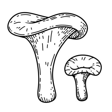 Mantarların el çizimi çizimi. Dekorasyon için tasarım ögesi. Vektör illüstrasyonu