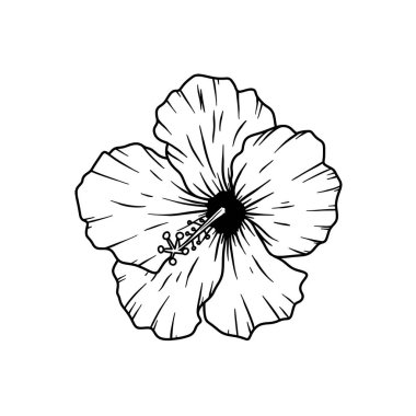 Beyaz arka planda izole edilmiş amber çiçeği tasviri. Tasarım ögesi