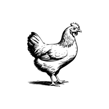 Çiftçilerin bahçesindeki tavuğun kabartma çizimi. Vektör illüstrasyonu
