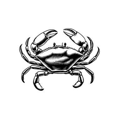Yengecin klasik oyma çizimi. Yengeçli deniz ürünleri amblemi. Vektör yengeç illüstrasyonu