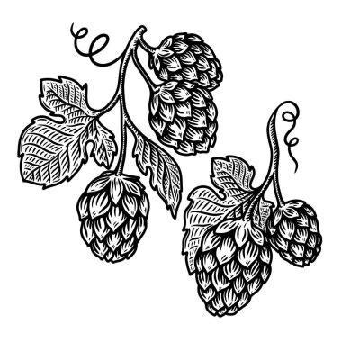 Oymacılık tarzında bira seksinin bir örneği. Poster, etiket, imza, amblem, menü için tasarım ögesi. Vektör illüstrasyonu