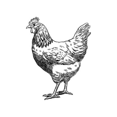 İşleme tarzında bir tavuk tasviri. El yapımı tavuk. Logo, etiket, işaret, amblem, poster tasarımı. Vektör illüstrasyonu