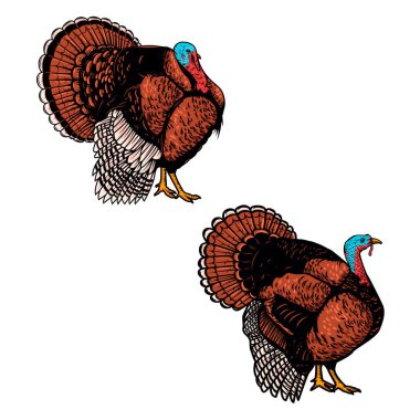 İşleme tarzında bir dizi hindi çizimi. Hindi kuşu çizimleri. Logo, amblem ve işaret için tasarım elemanları. Vektör illüstrasyonu