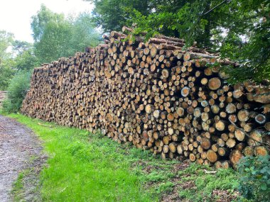 Bir Alman ormanında kesilmiş çam ağacı gövdeleri. Günlük Kaydı.