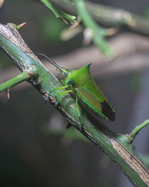 Beyaz arka planda kavrulmuş kahve çekirdeklerinden kahve mesajı..