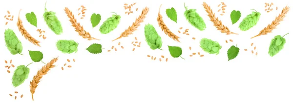Hop Cones Ears Wheat Isolated White Background Copy Space Your — Stock Photo, Image
