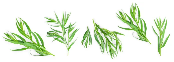 Táron Vagy Estragon Izolált Fehér Alapon Artemisia Dracunculus Felülnézet Lapos — Stock Fotó