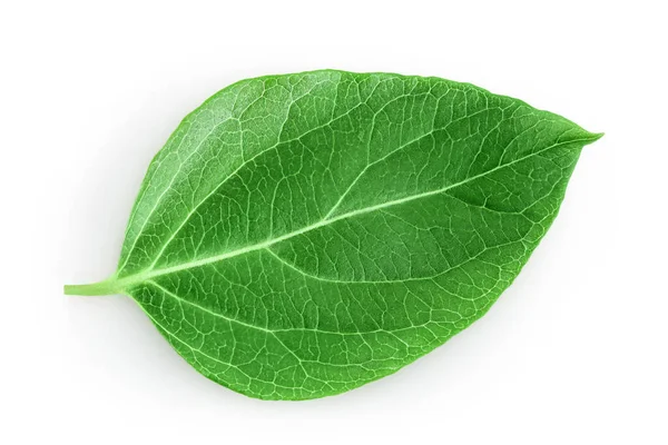 Fresh Honeysuckle Leaf Isolated White Background Full Depth Field Top — Stockfoto