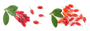 Beyaz bir arka plan üzerinde izole yaprakları ile taze kızamık dal.