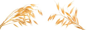 yulaf spike veya beyaz arka plan yakın çekim izole kulaklar.