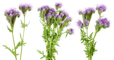 Phacelia çiçeği beyaz arka planda tam derinlikte izole edilmiş.,