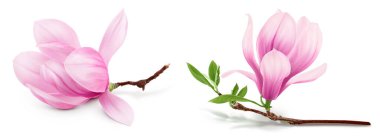 Pembe manolya çiçeği beyaz arkaplanda tam derinlikte izole edilmiş..