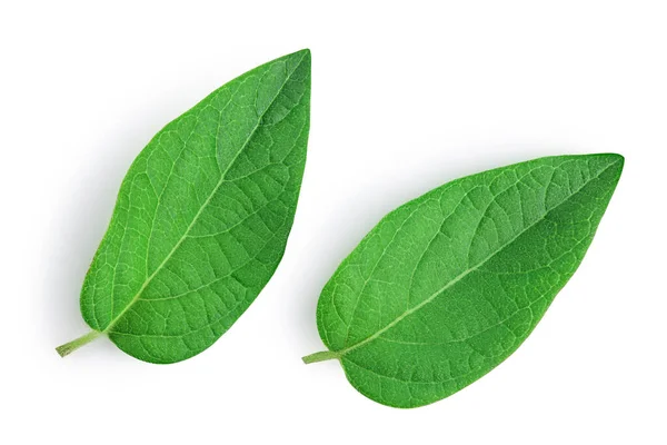 Fresh Honeysuckle Leaf Isolated White Background Full Depth Field Top — Stock fotografie