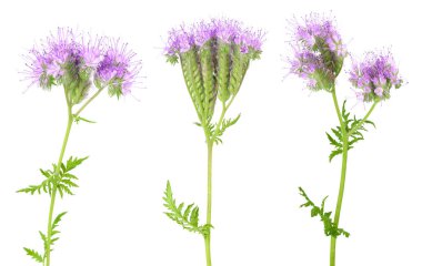 Phacelia çiçeği beyaz arka planda tam derinlikte izole edilmiş.,