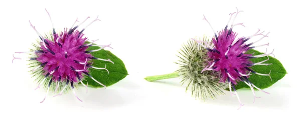 stock image Burdock flower isolated on white background. Medicinal plant: Arctium .