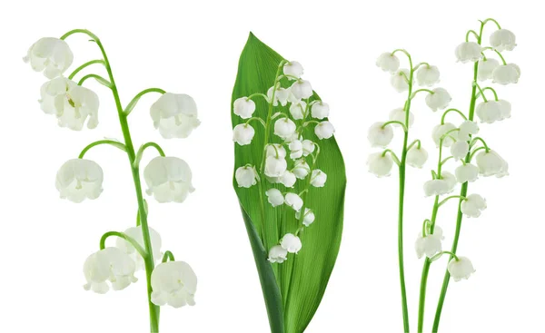 Lilly Doliny Kwiaty Izolowane Białym Tle Pełną Głębią Pola — Zdjęcie stockowe