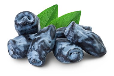 Fresh honeysuckle blue berry isolated on white background with full depth of field.
