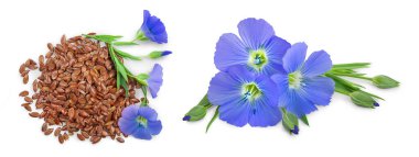 Beyaz arkaplandaki çiçekli keten tohumları.