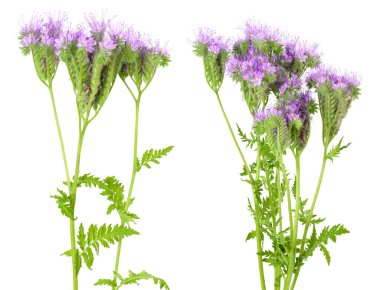 Phacelia çiçeği beyaz arka planda tam derinlikte izole edilmiş.,