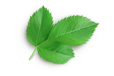 Beyaz arkaplanda yeşil gül yaprakları izole.