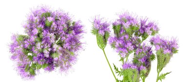 Phacelia çiçeği beyaz arka planda izole edilmiş, geniş bir alana yayılmış, Üst Manzara. Düz yatıyordu.