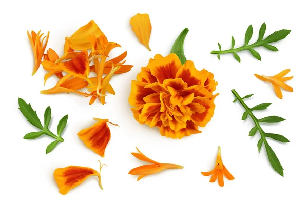 stock image fresh marigold or tagetes erecta flower isolated on white background with full depth of field. Top view. Flat lay.