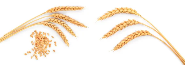 Вуха Пшениці Ізольовані Білому Тлі Вид Зверху — стокове фото