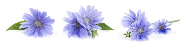 Chicory flower with leaf isolated on white background macro. clipart