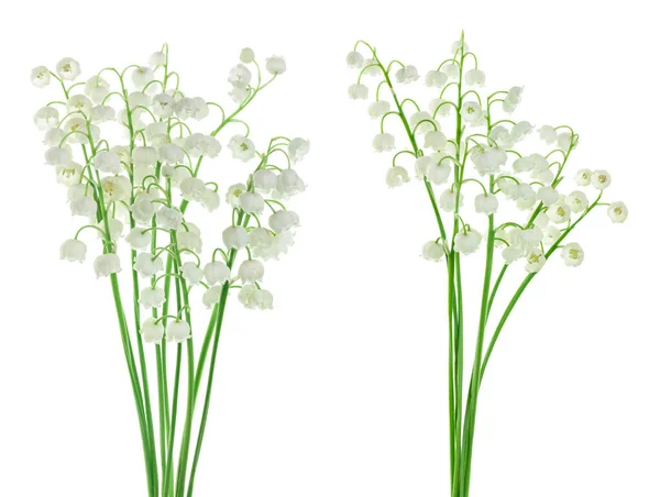 Lilly Doliny Kwiaty Izolowane Białym Tle Pełną Głębią Pola — Zdjęcie stockowe