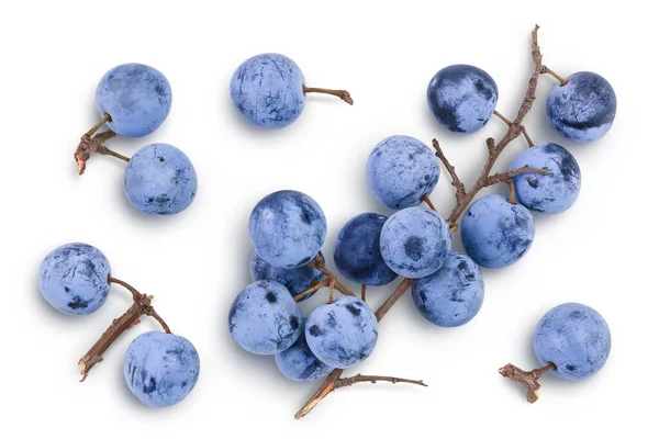 Frutti More Fresche Con Ramoscello Prunus Spinosa Isolata Fondo Bianco — Foto Stock