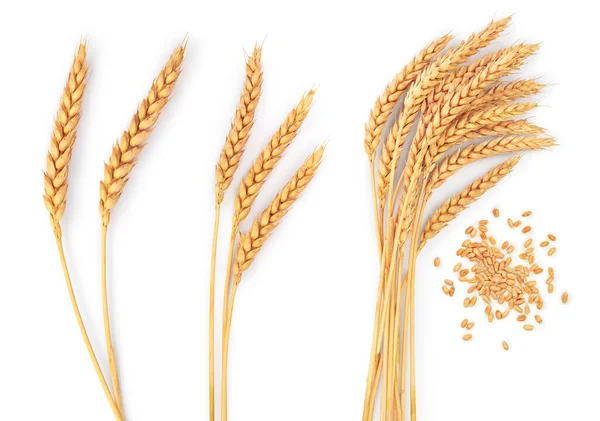 Зерно Колосья Пшеницы Изолированы Белом Фоне Вид Сверху — стоковое фото
