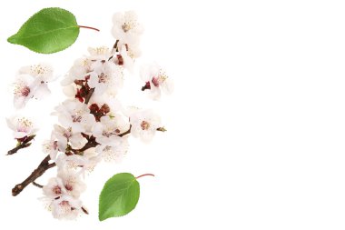 Kayısı çiçekli bir dal beyaz arka planda izole edilmiş. Metnin için kopyalama alanı olan üst görünüm. Düz yatıyordu. Ayarla ya da topla.