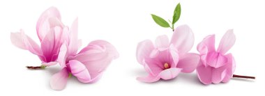 Pembe manolya çiçeği beyaz arkaplanda tam derinlikte izole edilmiş..