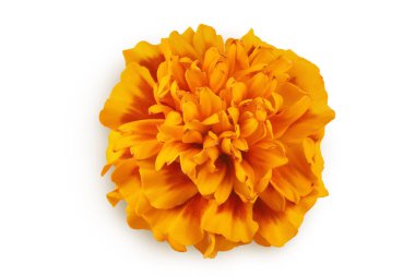 Taze kadife çiçeği ya da tagetes erekta çiçeği beyaz arka planda tam derinlikte izole edilmiş. Üst Manzara. Düz yatıyordu.