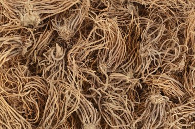 Dried Valerian root background. Valeriana officinalis with full depth of field. Top view. Flat lay. clipart