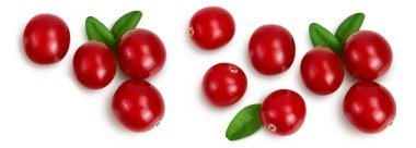 Beyaz arka planda yaprakları olan yabanmersini, geniş bir alana yayılmış. Metnin için kopyalama alanı olan üst görünüm. Düz yatıyordu.