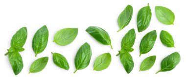 Fresh basil leaf isolated on white background with full depth of field. Top view with copy space for your text. Flat lay.