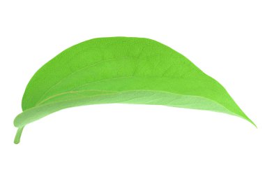 Hurma yaprağı tam derinlikte beyaz arkaplanda izole edilmiş.