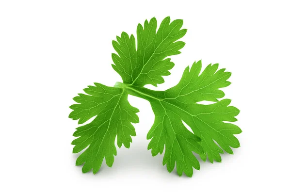 Coriander Leaf Isolated White Background Top View Flat Lay — Stok Foto