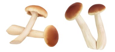 honey fungus mushrooms isolated on white background . Top view. Flat lay