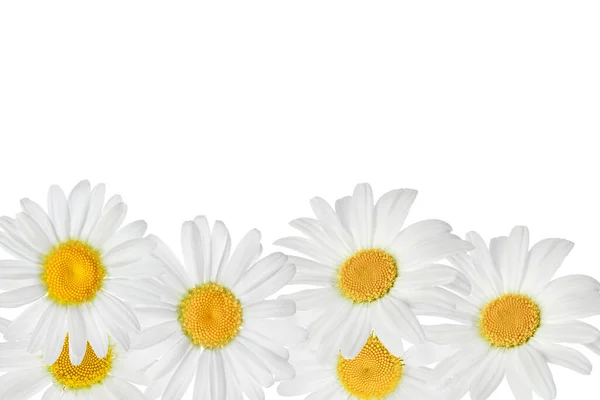 Kamille Oder Gänseblümchen Isoliert Auf Weißem Hintergrund Draufsicht Mit Kopierraum — Stockfoto