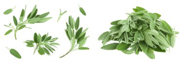 fresh sage herb isolated on white background with  full depth of field, Top view. Flat lay,