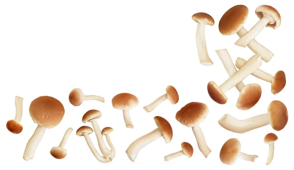 Honey Fungus Mushrooms Isolated White Background Top View Copy Space — Stock Photo, Image