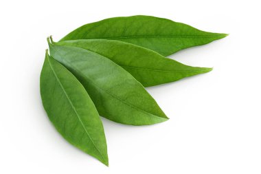 Beyaz arka planda yeşil liçi yaprağı izole edilmiş. Üst Manzara. Düz yatıyordu.