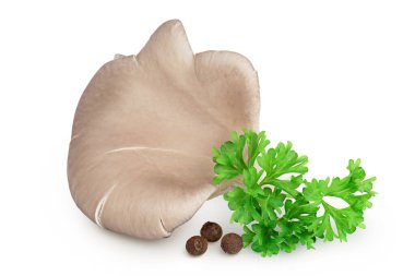 İstiridye mantarları beyaz arka planda tam derinlikte izole edilmiş..